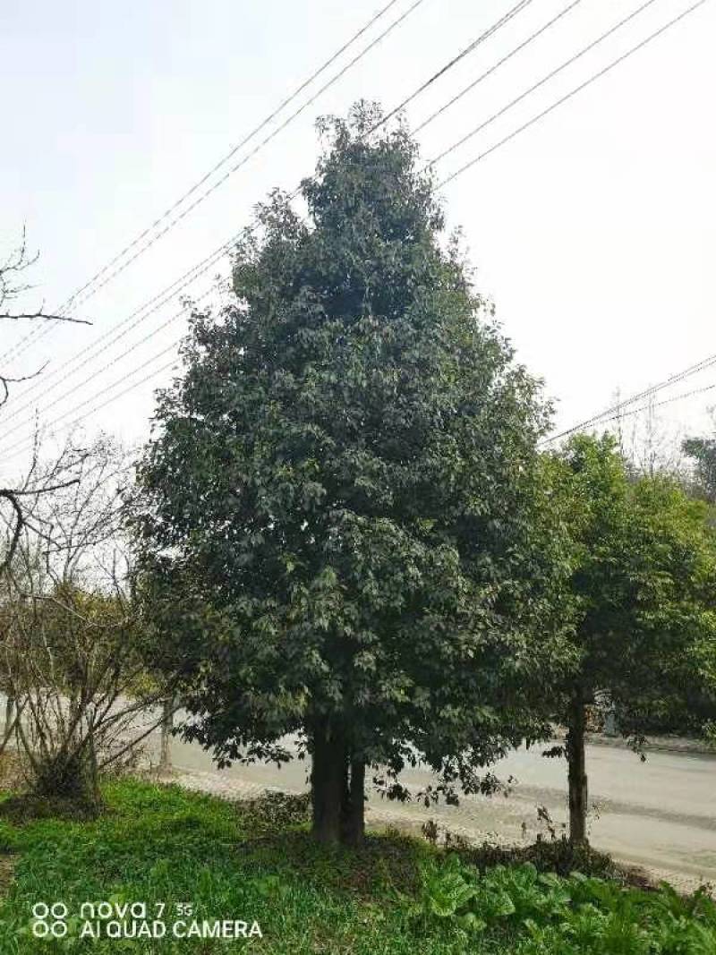自家苗木