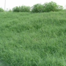 狗牙根种子草坪种子包衣狗牙根带壳狗牙根固堤保土