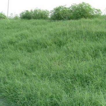 狗牙根种子草坪种子包衣狗牙根带壳狗牙根固堤保土