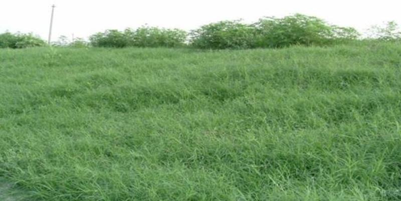 狗牙根种子草坪种子包衣狗牙根带壳狗牙根固堤保土