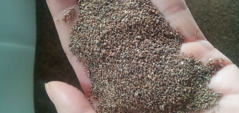 狗牙根种子草坪种子包衣狗牙根带壳狗牙根固堤保土