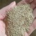 狗牙根种子草坪种子包衣狗牙根带壳狗牙根固堤保土