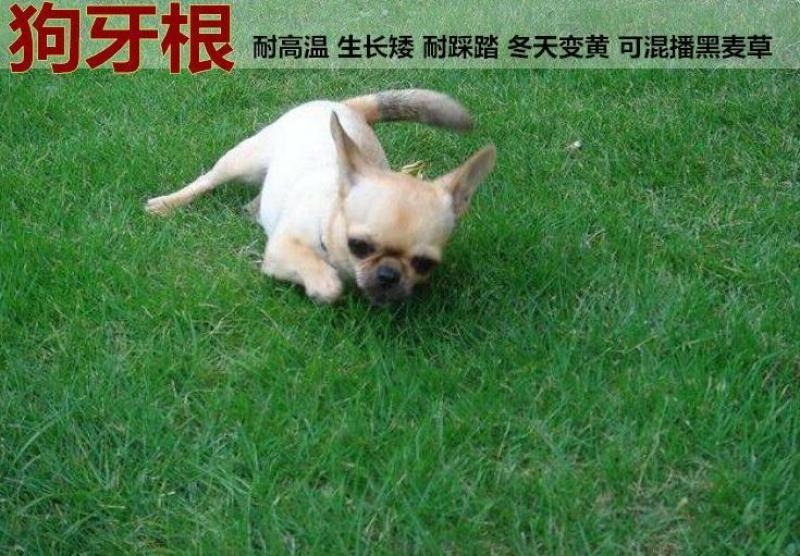 狗牙根种子草坪种子包衣狗牙根带壳狗牙根固堤保土