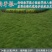 狗牙根种子草坪种子包衣狗牙根带壳狗牙根固堤保土