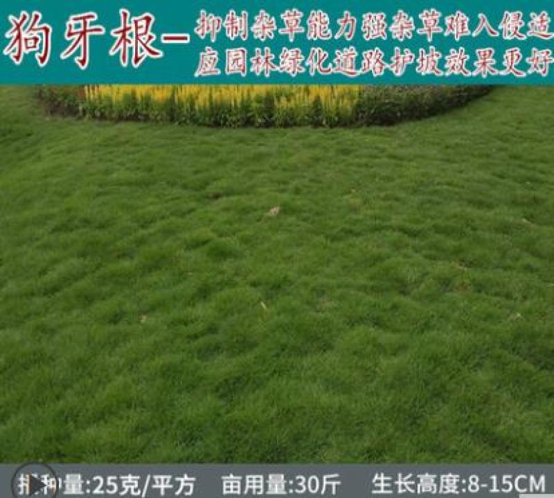 狗牙根种子草坪种子包衣狗牙根带壳狗牙根固堤保土