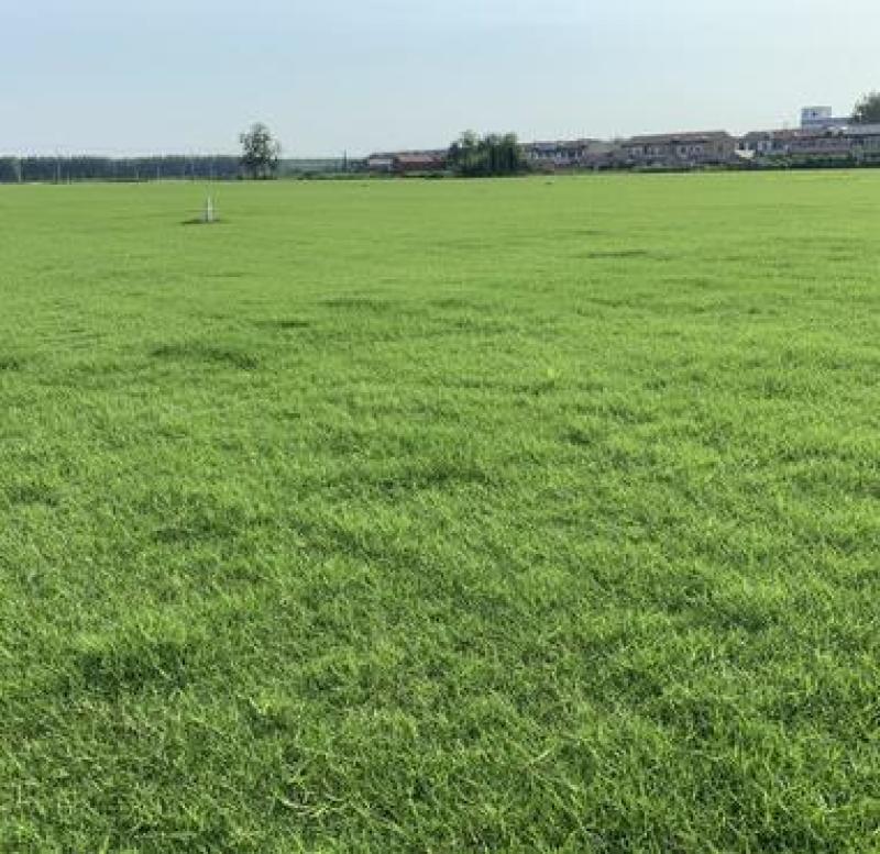狗牙根种子草坪种子包衣狗牙根带壳狗牙根固堤保土