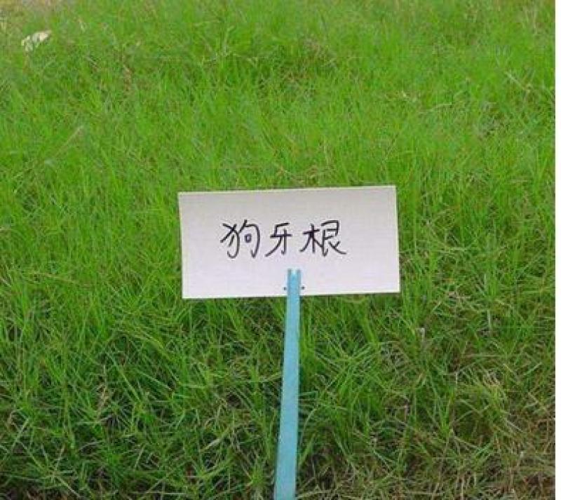 狗牙根种子草坪种子包衣狗牙根带壳狗牙根固堤保土