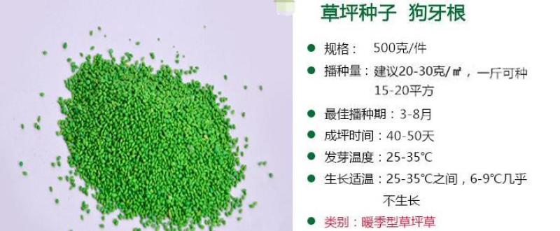 狗牙根种子草坪种子包衣狗牙根带壳狗牙根固堤保土