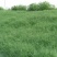 狗牙根种子草坪种子包衣狗牙根带壳狗牙根固堤保土