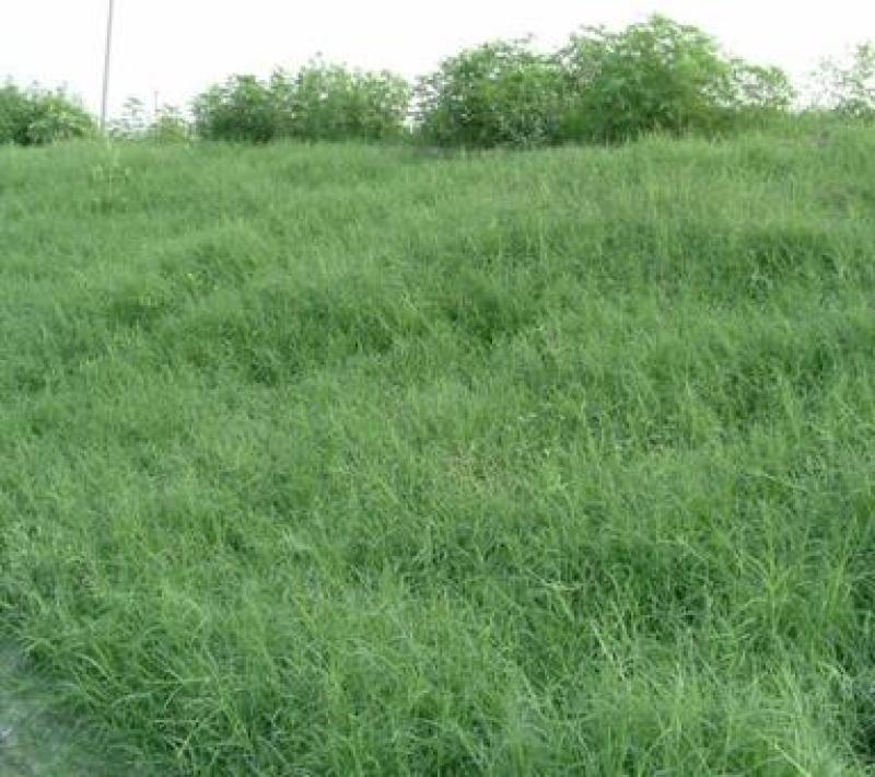 狗牙根种子草坪种子包衣狗牙根带壳狗牙根固堤保土
