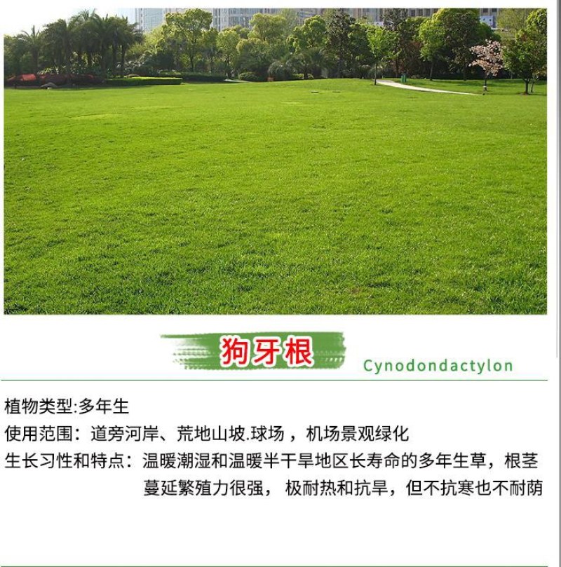 狗牙根种子草坪种子包衣狗牙根带壳狗牙根固堤保土