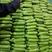 绿皮西葫芦高温棚各种质量西葫芦，量大，价格合理，满足各