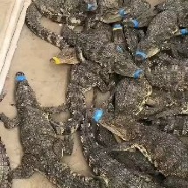 大量现货批发零售，15到20斤的商品鳄鱼肉