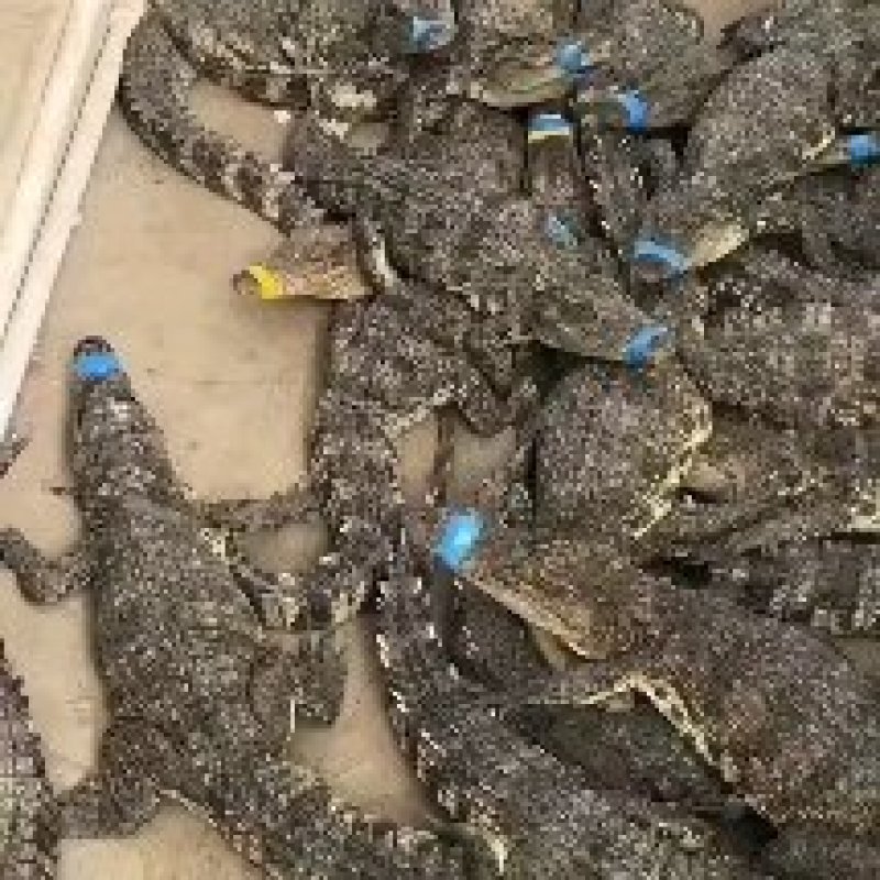 大量现货批发零售，15到20斤的商品鳄鱼肉