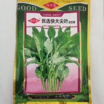 柳叶苋菜种子汗苋菜大叶尖叶青苋菜早熟适应性强耐热高产