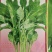 柳叶苋菜种子汗苋菜大叶尖叶青苋菜早熟适应性强耐热高产