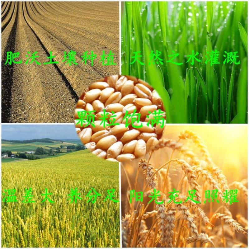 【产地】雪菊小麦淀粉凉皮专用肠粉澄面粉水晶饺子5斤