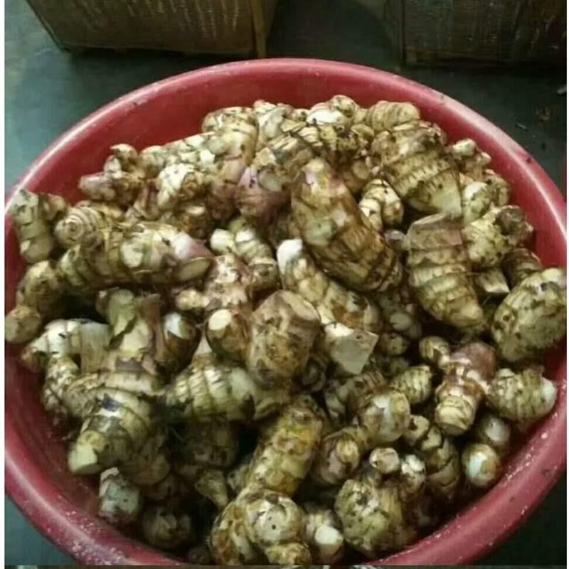蕉芋粉农家巴蕉芋粉烧仙草配料蕉芋淀粉福建芭蕉藕粉烧仙草原