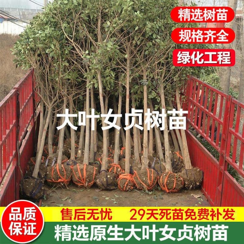 大叶女贞树苗园林绿化苗行道树南北方占地速生高杆女贞苗四季