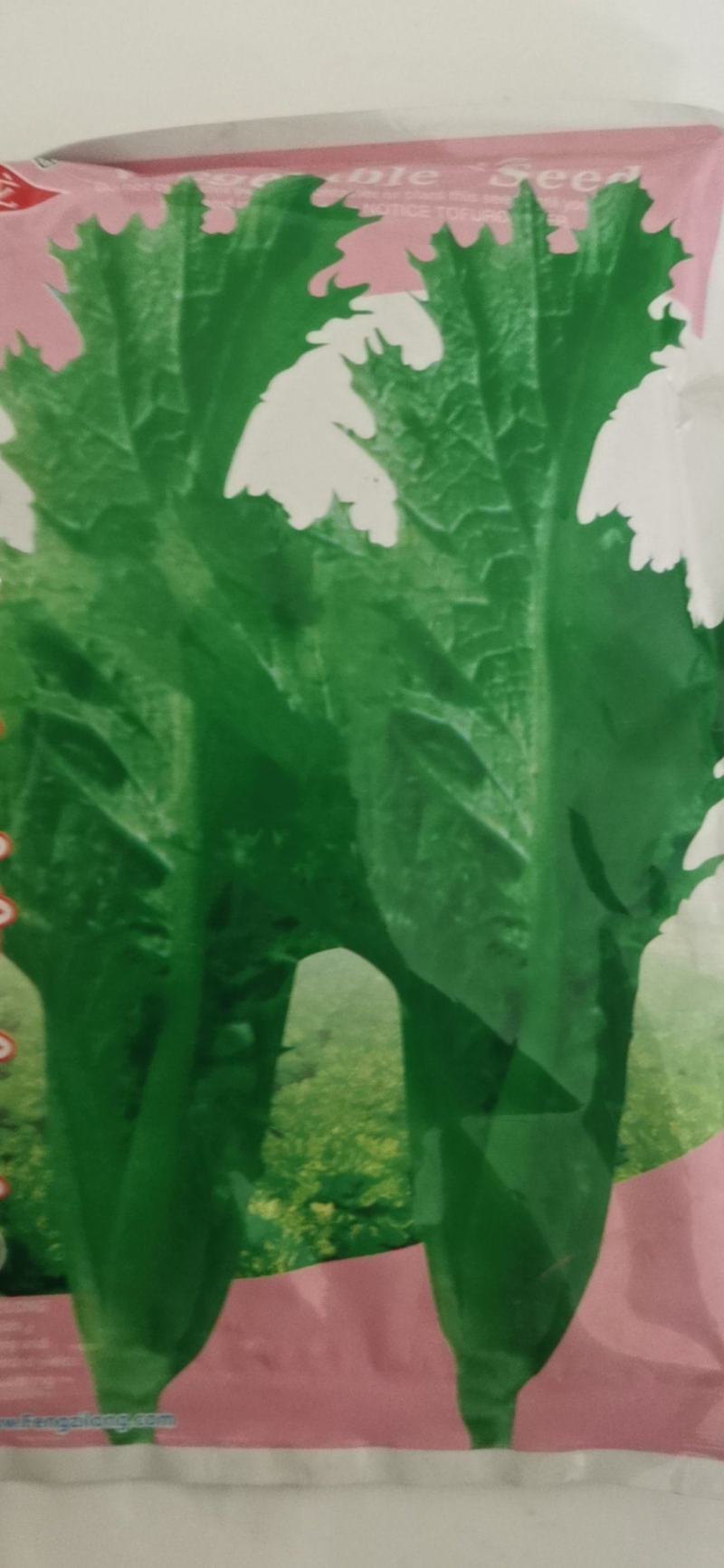 改良花边甜芥菜种子花边甜芥菜种子花叶芥菜大叶青菜种籽