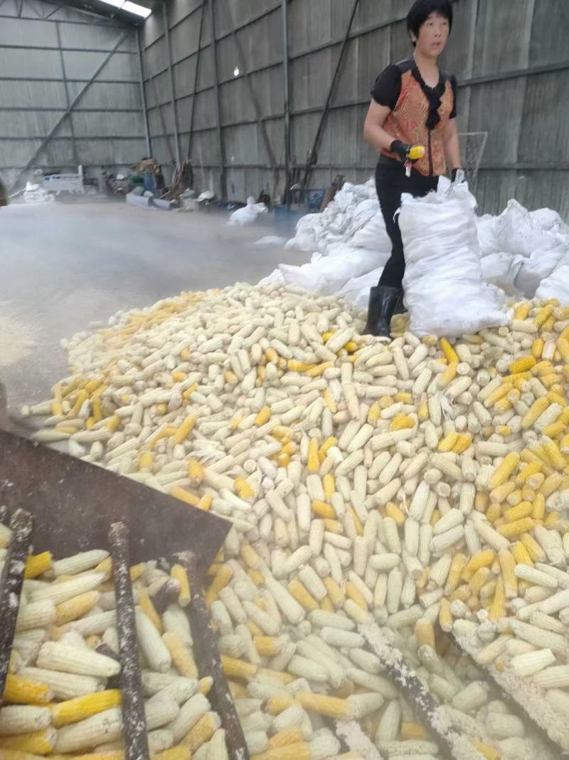 发酵玉米代替玉米使用适用于鸡鸭鹅猪牛羊养殖使用