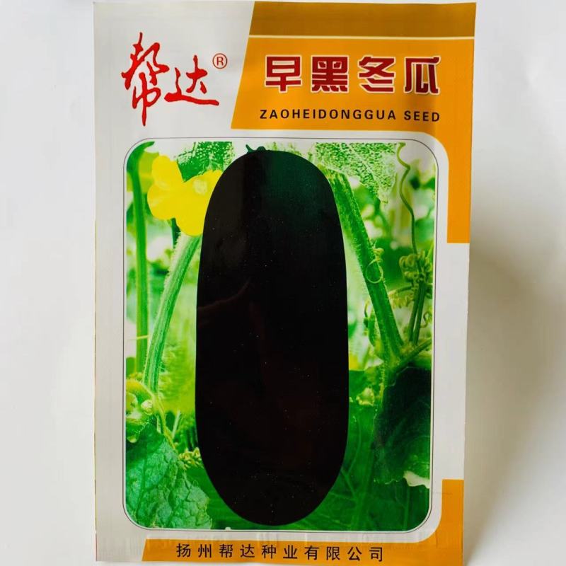 帮达早黑冬瓜种子比广东黑皮冬瓜提早10节左右杂交一代
