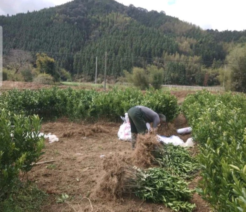 东魁杨梅苗，优秀的苗种，长期合作，原基地发货。