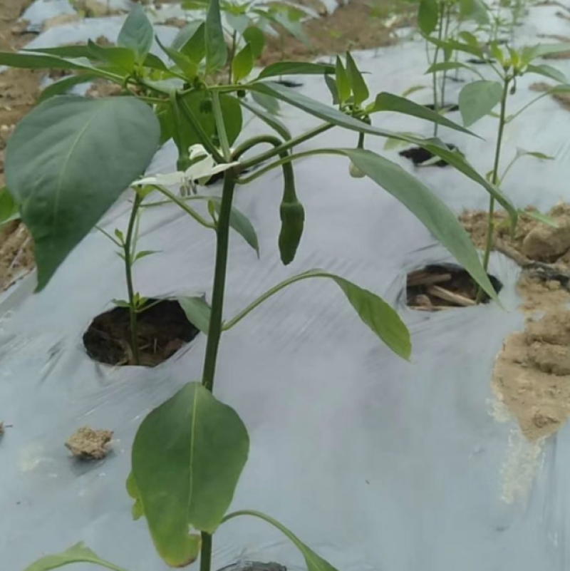 打孔地膜，黑膜，银黑膜，辣椒膜，玉米膜，茄子膜，可以定做