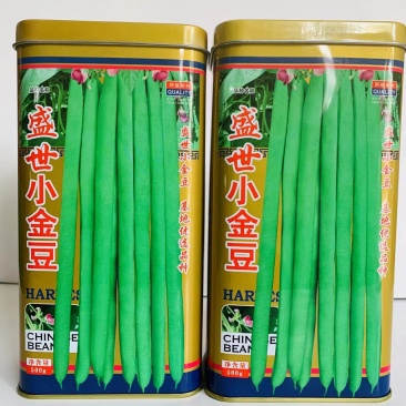基地专用盛世小金豆种子菜豆种子四季豆种子红花青荚架豆种