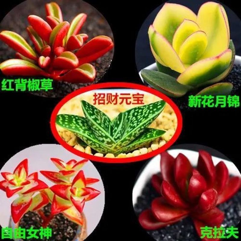 桃蛋多肉植物批发红宝石群生套餐办公室带盆栽好好养活可爱组