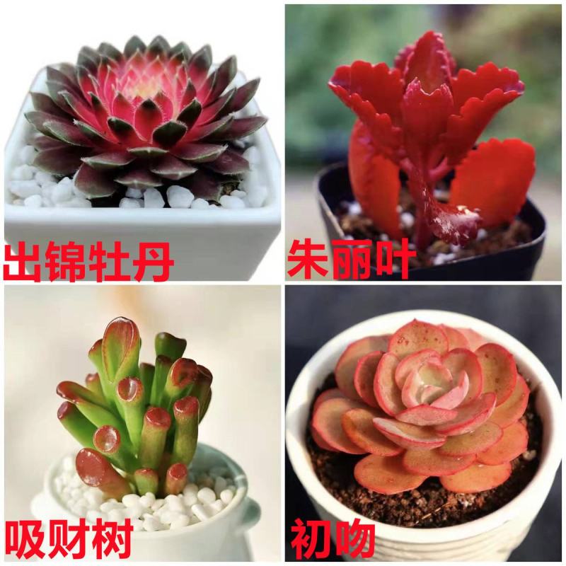 桃蛋多肉植物批发红宝石群生套餐办公室带盆栽好好养活可爱组