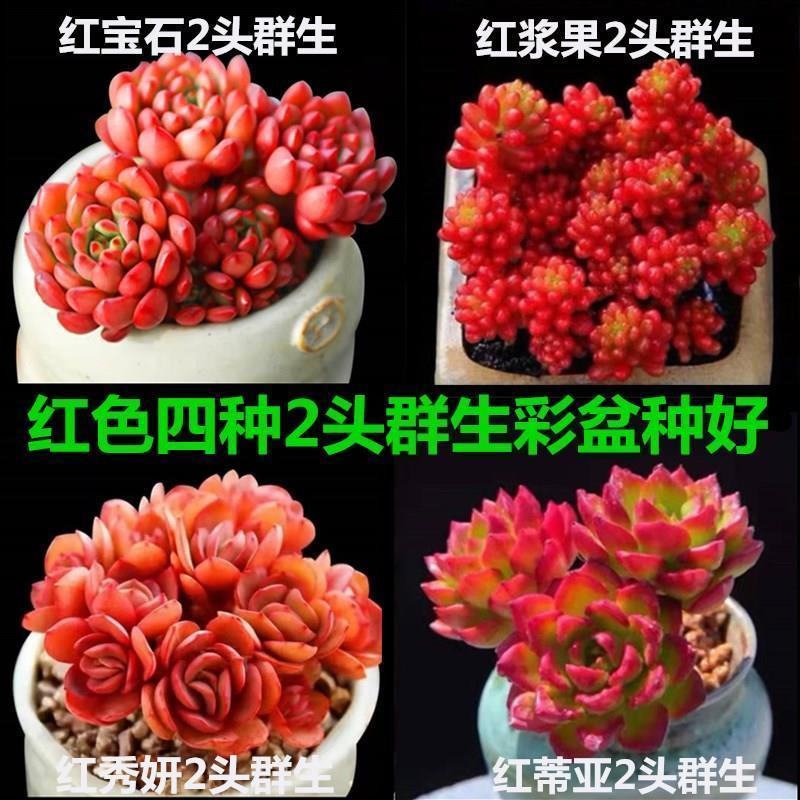 桃蛋多肉植物批发红宝石群生套餐办公室带盆栽好好养活可爱组