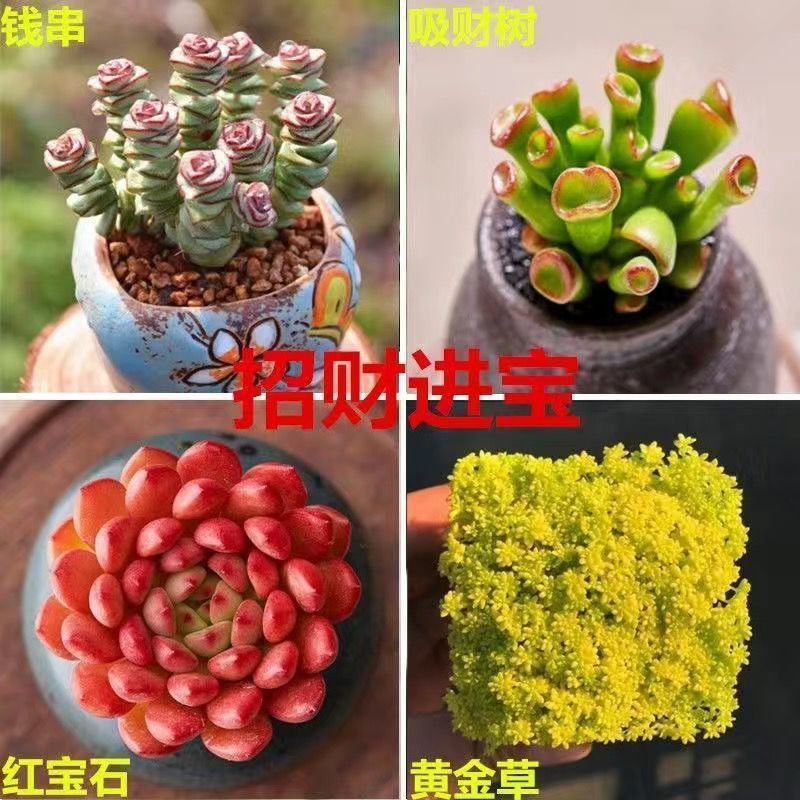 桃蛋多肉植物批发红宝石群生套餐办公室带盆栽好好养活可爱组