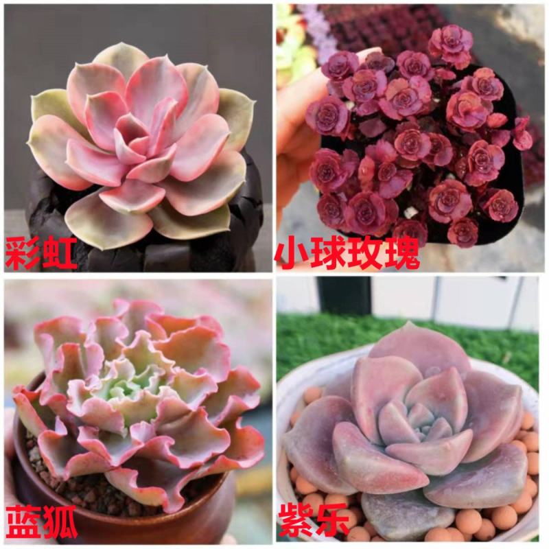 桃蛋多肉植物批发红宝石群生套餐办公室带盆栽好好养活可爱组