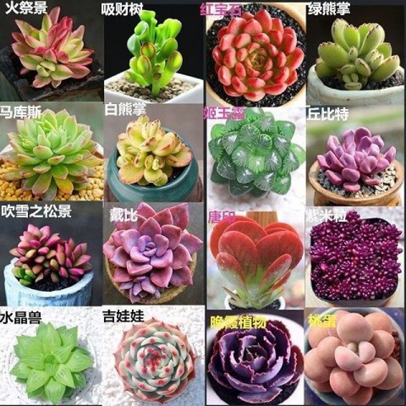 桃蛋多肉植物批发红宝石群生套餐办公室带盆栽好好养活可爱组