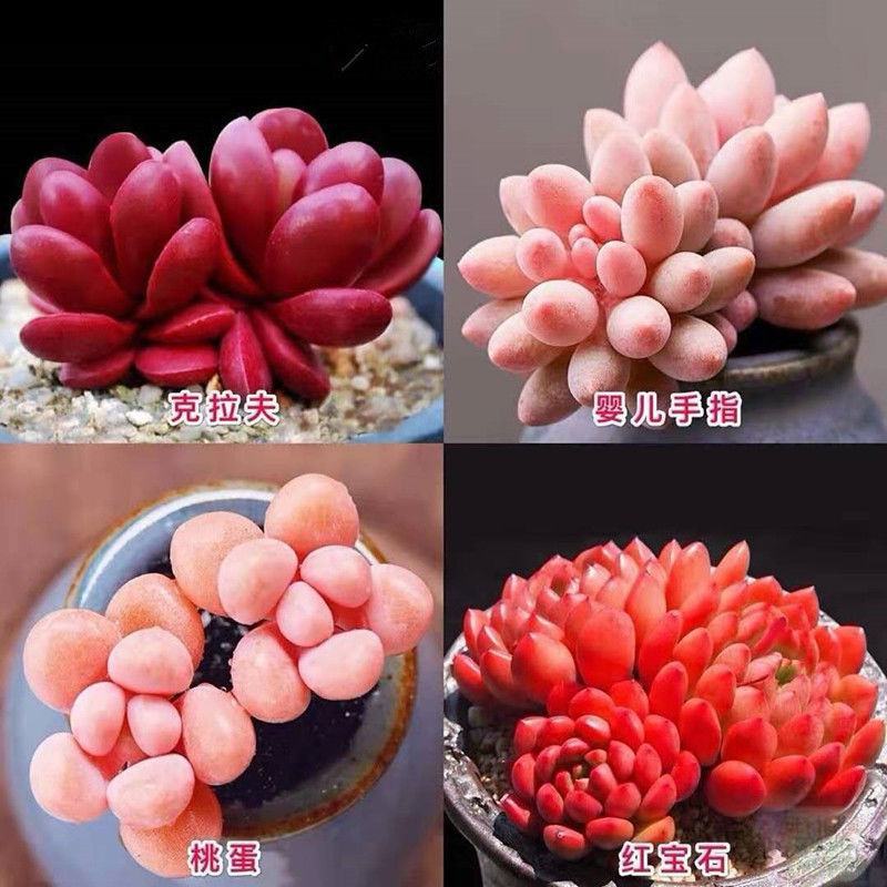 桃蛋多肉植物批发红宝石群生套餐办公室带盆栽好好养活可爱组