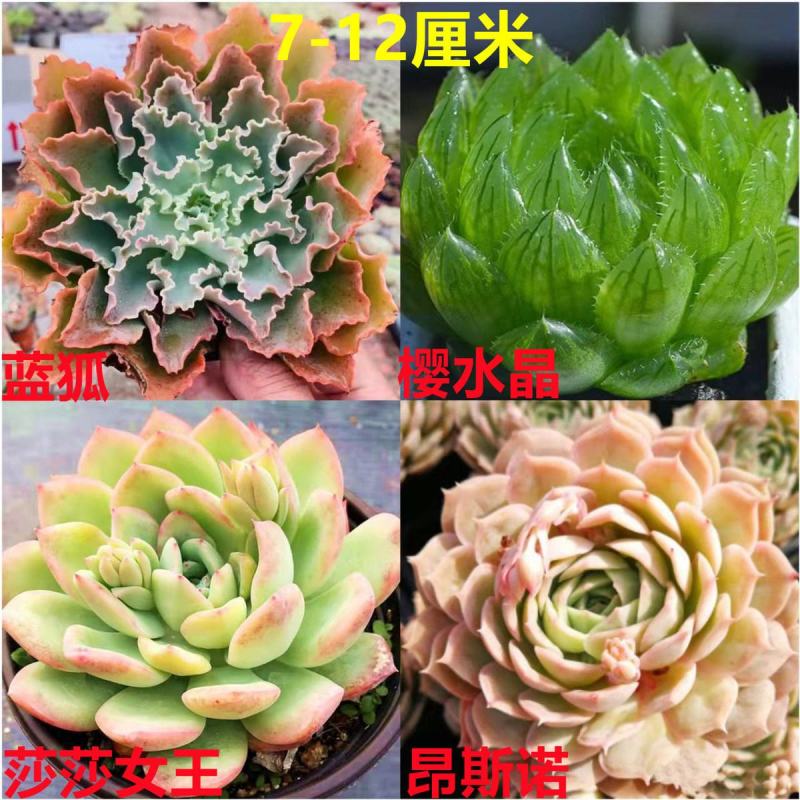桃蛋多肉植物批发红宝石群生套餐办公室带盆栽好好养活可爱组