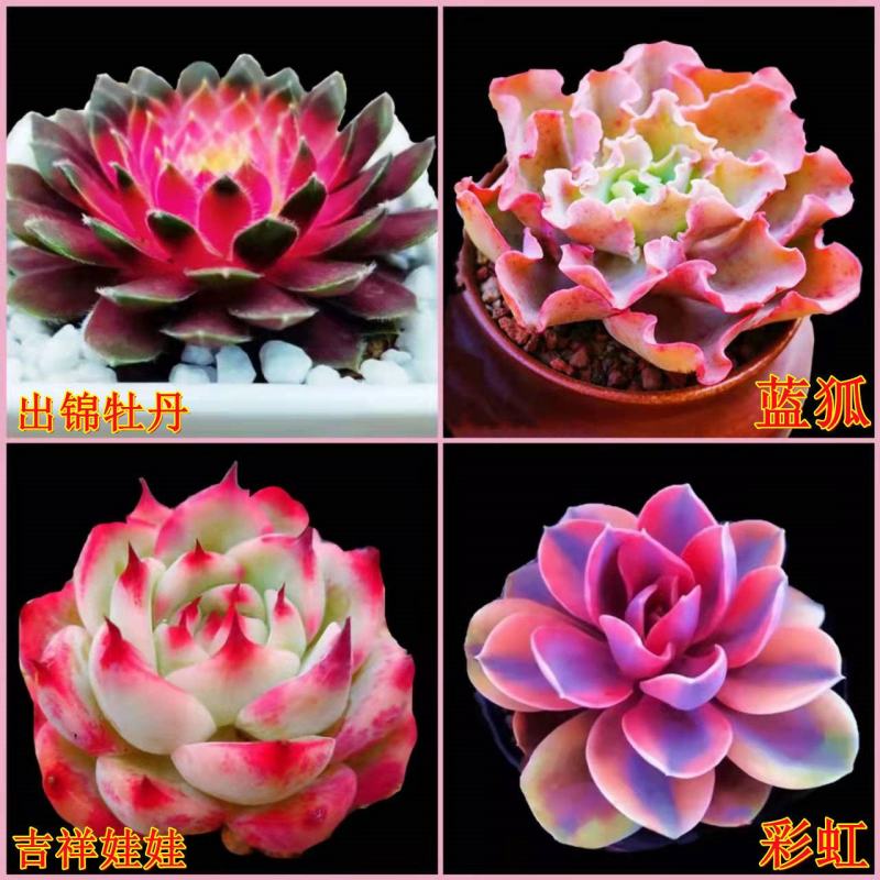 桃蛋多肉植物批发红宝石群生套餐办公室带盆栽好好养活可爱组
