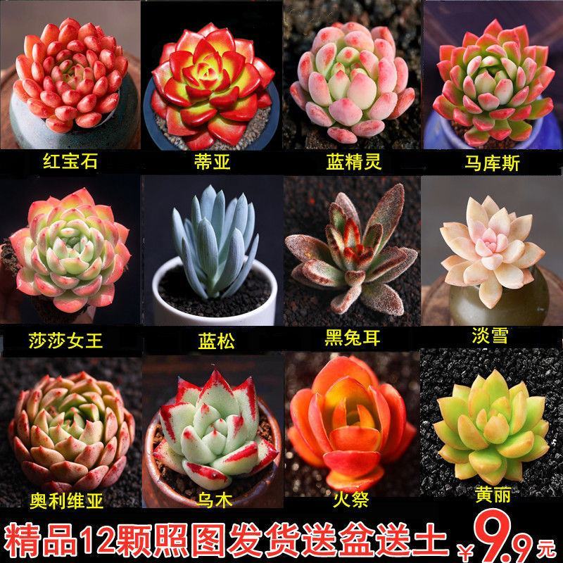 桃蛋多肉植物批发红宝石群生套餐办公室带盆栽好好养活可爱组