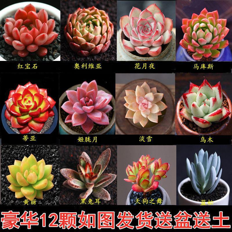桃蛋多肉植物批发红宝石群生套餐办公室带盆栽好好养活可爱组