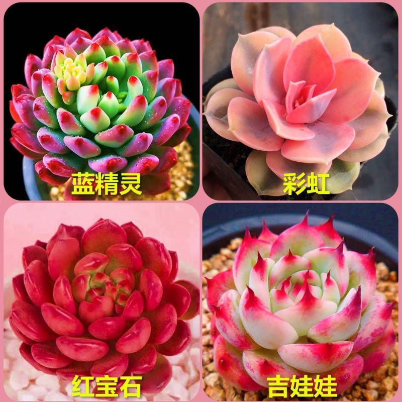 多肉植物批发花卉盆栽精品多肉彩虹桃蛋玉露吉娃娃紫牡丹豪华