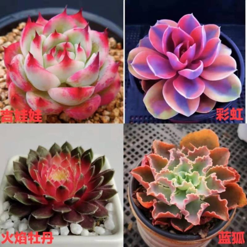 多肉植物批发花卉盆栽精品多肉彩虹桃蛋玉露吉娃娃紫牡丹豪华