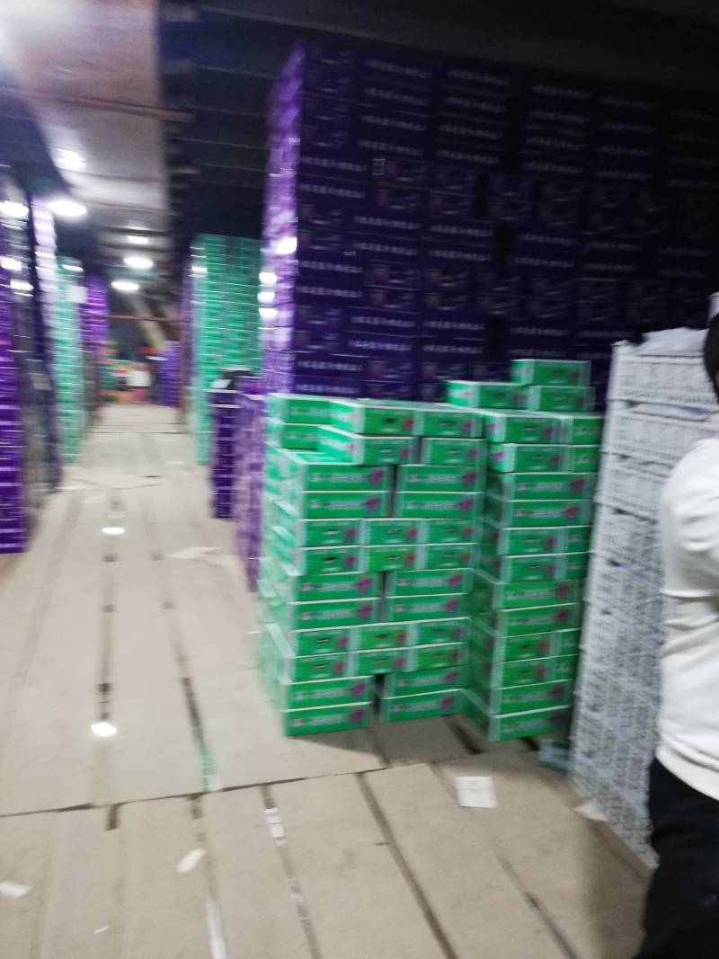巨峰葡萄有大量库存，有需要的老板前来选购吧