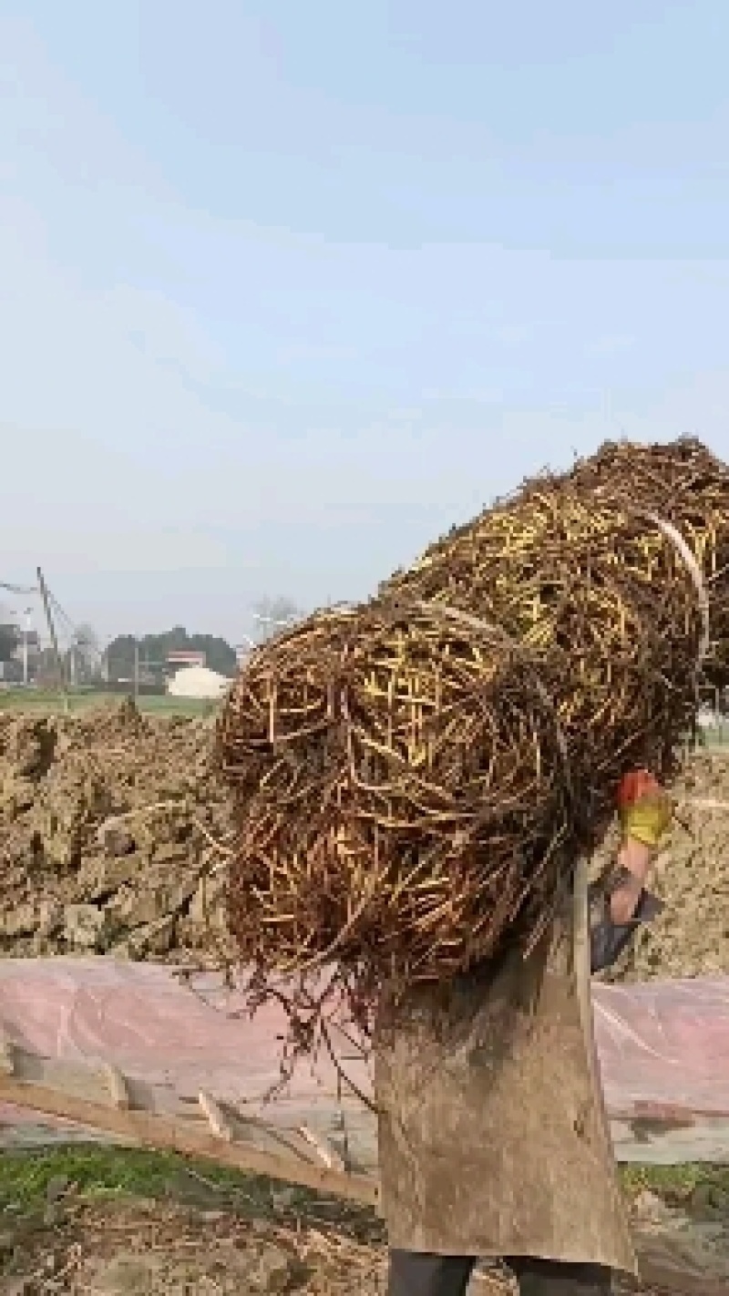 空心菜苗，老杆柳尖叶老杆空心菜种，自家种植欢迎订购