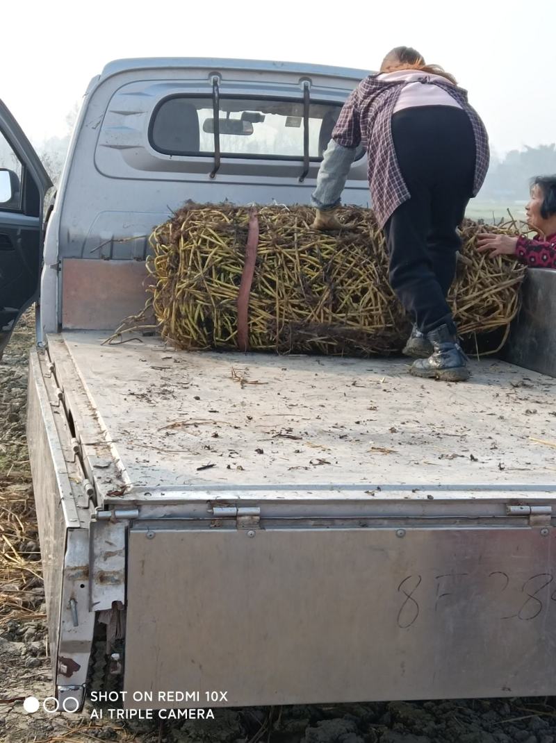 空心菜苗，老杆柳尖叶老杆空心菜种，自家种植欢迎订购