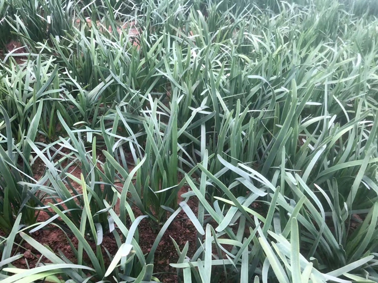 一块刚刚完成定植的韭菜田,土壤表面湿润,幼苗直立,部分植株已开始萌发新叶,田间设有简易标记桩指示行距,整体布局规整 韭菜定植后田间效果