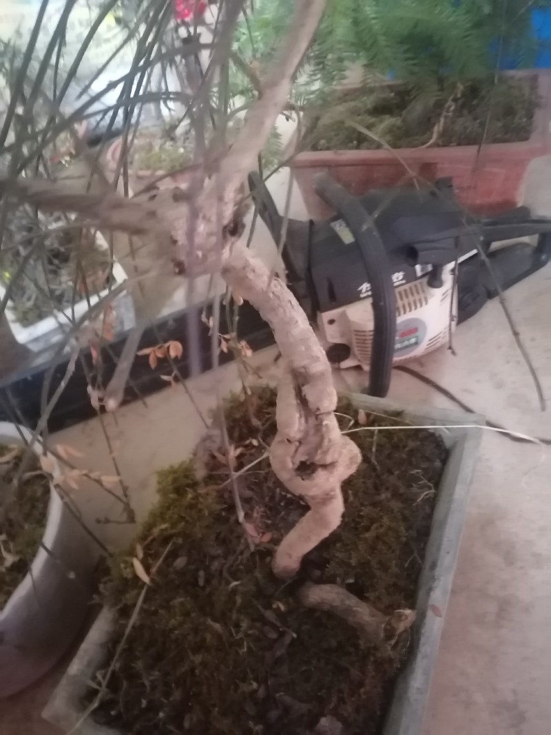 迎春花盆景花，易栽易活，现栽正当时，花开春来到，只有品