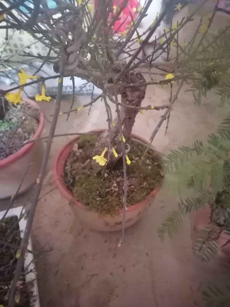 迎春花盆景花，易栽易活，现栽正当时，花开春来到，只有品