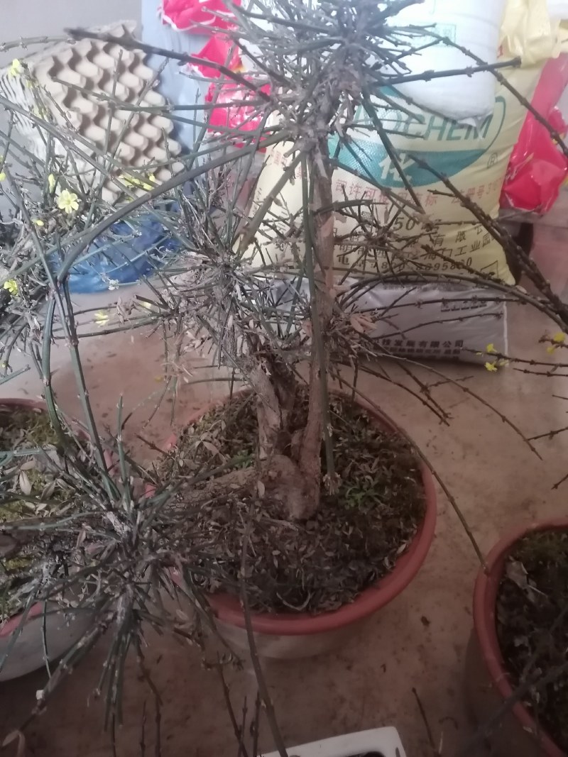 迎春花盆景花，易栽易活，现栽正当时，花开春来到，只有品