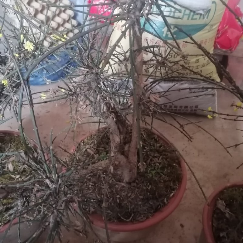 迎春花盆景花，易栽易活，现栽正当时，花开春来到，只有品